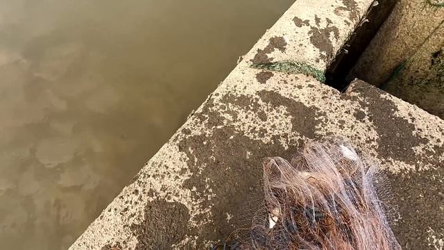 Наловил разной рыбы.Рыбалка в реальных условиях. Как видит глазами рыбак. Кастинговая сеть. смотреть онлайн