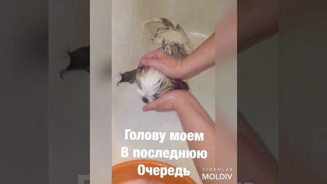 Как помыть щенка смотреть онлайн