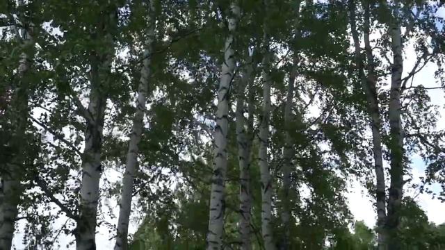 Растения-компасы смотреть онлайн