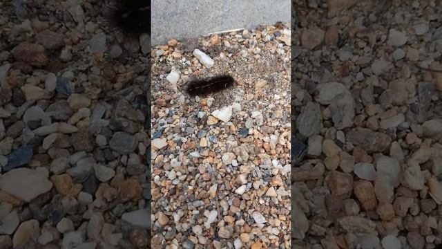 Жизнь гусеницы! смотреть онлайн