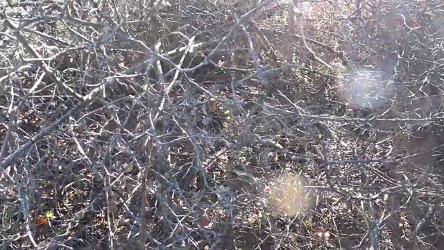 Разведка грибных мест в Краснокаменке, грибы Крыма, сбор грибов, грибы 2021, грибы в Крыму, рыжики. смотреть онлайн