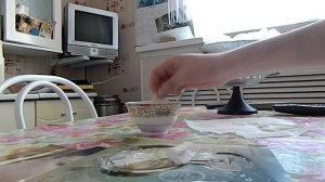 Ловим мышей. Ловим мышей на клей. Мыши приклеиваются на клей. Избавляемся от мышей. Клей для мышей.