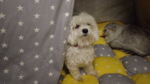 ЖУТКАЯ НОЧЬ В КОМНАТЕ РОДИТЕЛЕЙ! ОНИ ЛУНАТЯТ ???