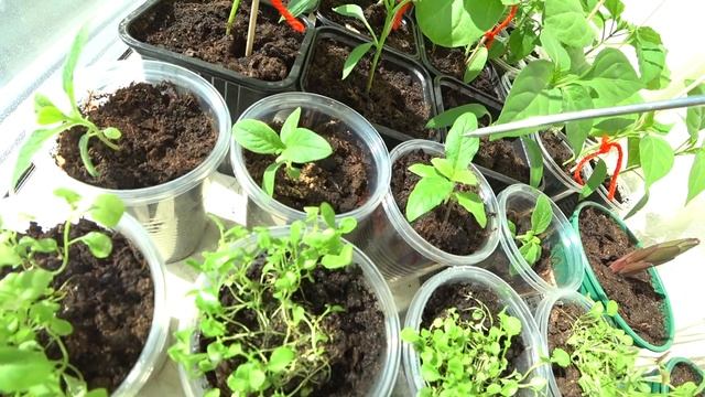 РАССАДА НА ПОДОКОННИКЕ. АПРЕЛЬСКАЯ ГОТОВНОСТЬ смотреть онлайн