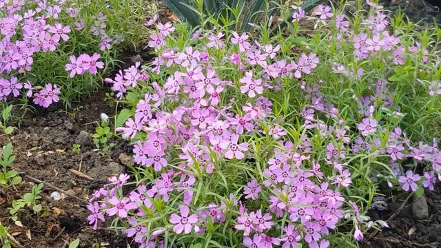 Неприхотливый,почвопокровный Флокс шоловидный цветёт 10 мая 2021 года смотреть онлайн