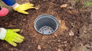 Посадка рододендрона в открытый грунт!