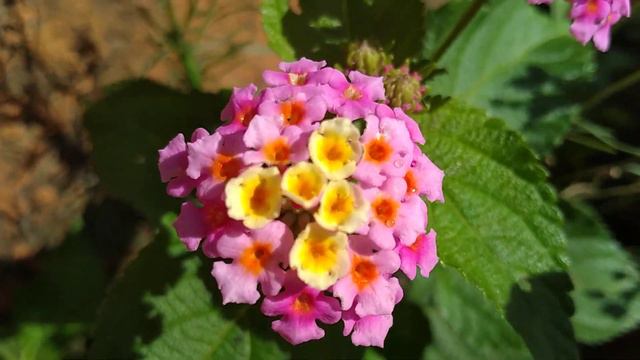 Câmara/(Lantana camara) L. [Leitura na Descrição]#plantas смотреть онлайн
