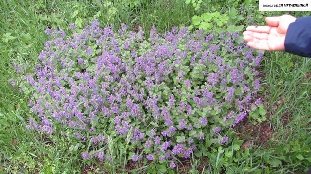 КОТОВНИК (Кошачья мята) в декоративном озеленении.