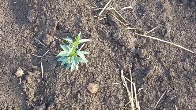 Как вырастить миндаль с косточки у себя дома смотреть онлайн