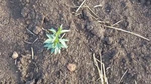 Как вырастить миндаль с косточки у себя дома