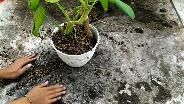 REPOTTING TANAMAN HIAS (Tips Pindah Pot) ,Hindari Kesalahan Agar Syngonium Chiapense Tumbuh Besar