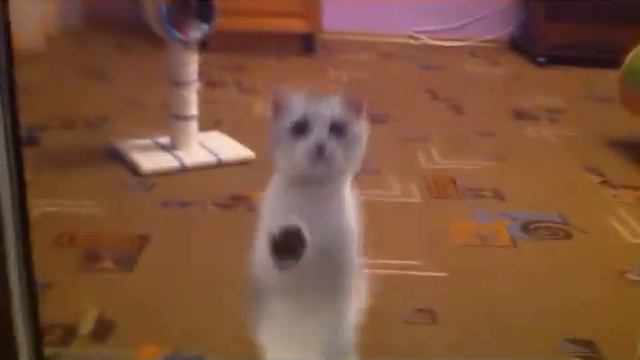 Стеша и Юрий Антонов смотреть онлайн