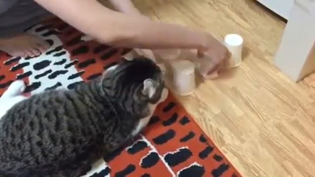 Супер сила кота смотреть онлайн