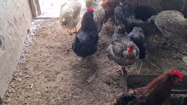 Люди в селе избавляются от хозяйства! Что случилось и почему так происходит? смотреть онлайн