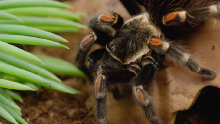 О пауках смотреть онлайн