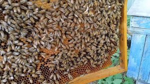 Майский отводок пчел на старую матку. Расширение пасеки.