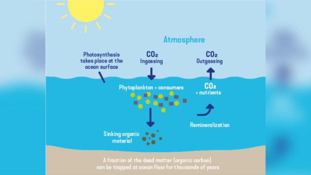 Can Whale Poo Cool Our Planet? смотреть онлайн