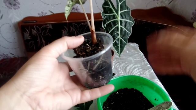 Комнатное растение алоказия. Уход и содержание в домашних условиях. Часть 3-я