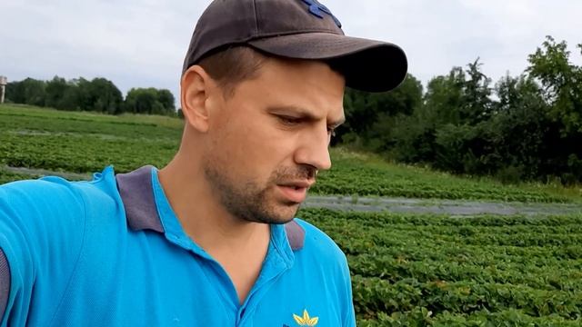 Огляд сорту полуниці Клері смотреть онлайн