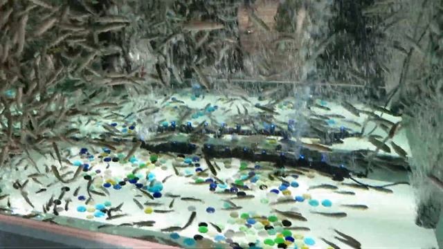 Рыбка - доктор , Гарра - Руфа смотреть онлайн