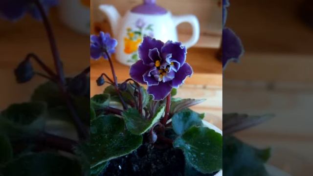 Моя слабость и моя любовь смотреть онлайн