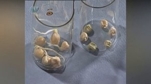 Необходимость влаги для прорастания семян Опыт