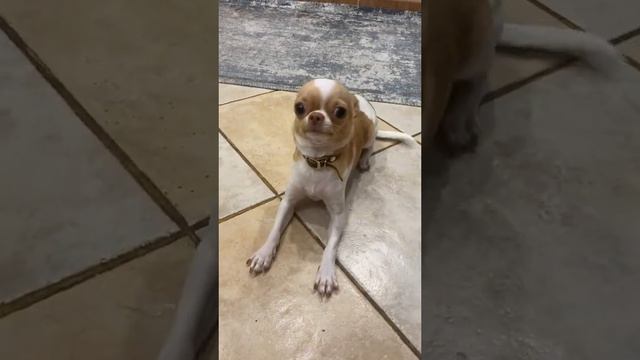 Чихуахуа самая лучшая порода! смотреть онлайн