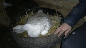 Сколько яиц подложить под гусыню?