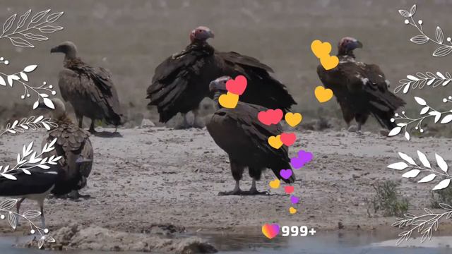 Lappet-faced Vulture facts 🦅 Nubian Vulture 🦅 not closely related to similar New World vultures смотреть онлайн