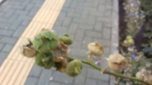 Как и когда собирать семена Мальвы.! смотреть онлайн