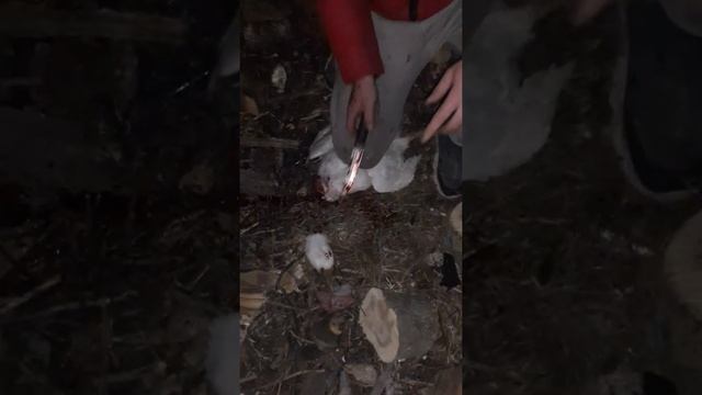 как зарезать утку смотреть онлайн