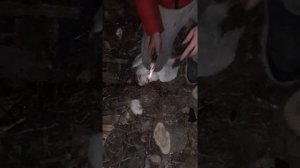 как зарезать утку