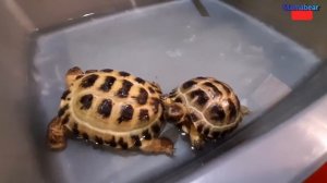 #Что делать если нашёл Черепаху? #черепаха #сухопутная