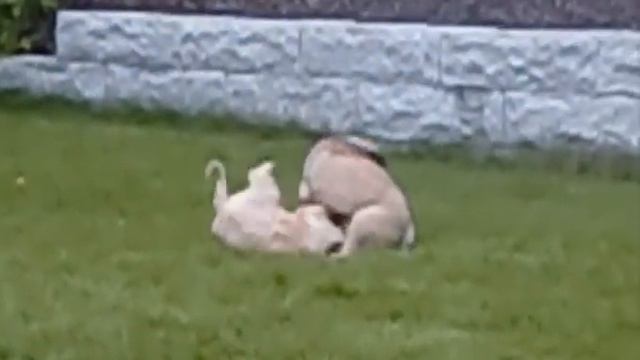 Leonberger puppy and Weatenterrier puppy playing смотреть онлайн