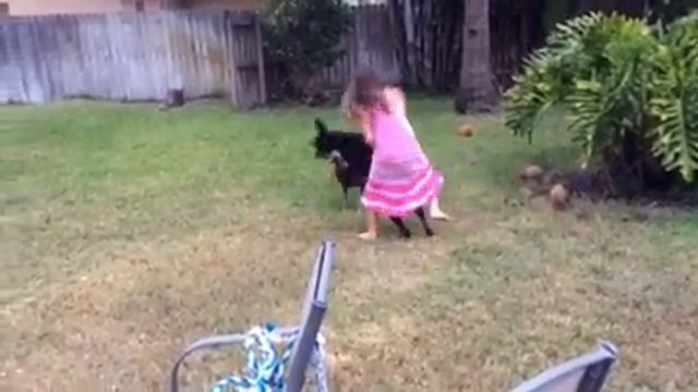 11 year old girl trains 2 fighting Doberman's!! смотреть онлайн