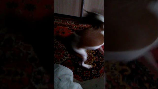 Собака - волчок смотреть онлайн