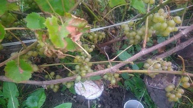 Подкормка винограда(август,сентябрь).Чем подкормить виноград осенью. смотреть онлайн