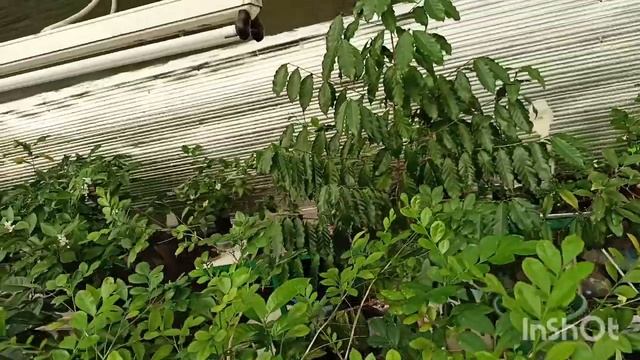 Февральский урожай цитрусовых и кофе. смотреть онлайн