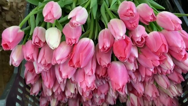 Колумбус все! Активна робота в підвалі з тюльпаном.? смотреть онлайн