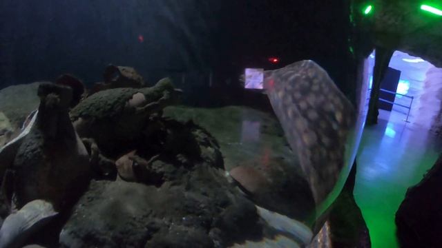 ОКЕАНАРИУМ В СТАМБУЛЕ |АКВАРИУМ |  ISTANBUL AKVARYUM | 2020 | FULL HD