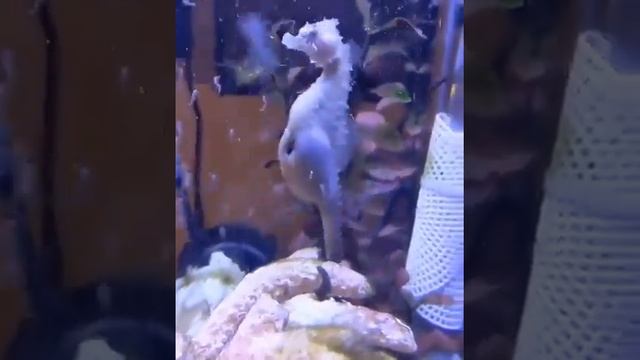удивительное необычное существо Морской конёк.Нерест вынашивает самец.появляются крошечные мальки смотреть онлайн