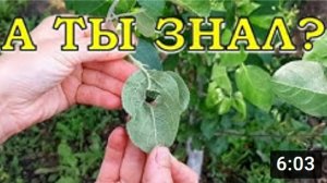 Как бороться с ТЛЁЙ? эффективные средства и методы???