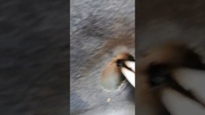 Замена форсунки омывателя лобового стекла на Лада Ларгус на веерную.