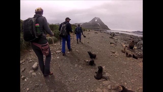 Curious penguins watch scientists at work in Antarctica. Amazing drone footage смотреть онлайн