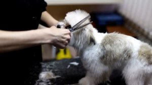 Стрижка Мальтезе - Оформление морды.