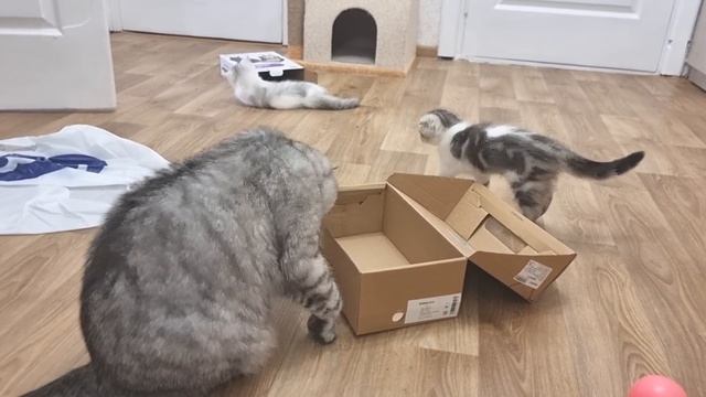 Самая важная вещь для кошек и котят которая должна быть в каждом доме смотреть онлайн