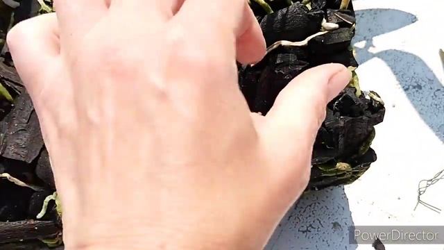 пересаживаю большой куст каттлеи. смотреть онлайн