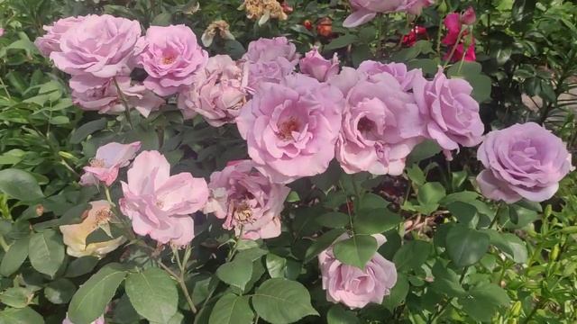 Роза "Блю Мун". Фиолетовый цвет лепестков смотреть онлайн