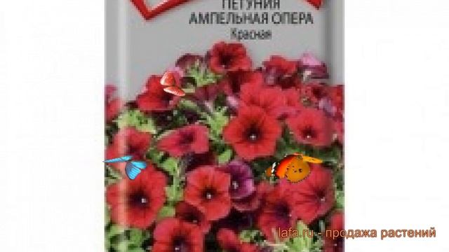 Петуния ампельная Опера Красная (opera krasnaya) ? обзор: как сажать, семена петунии Опера Красная смотреть онлайн