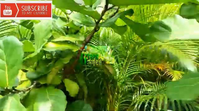 Menanam hasil Cangkok ficus lyrata смотреть онлайн